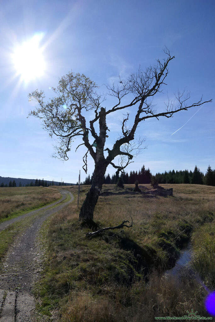Samotne drzewo na szlaku