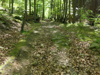 Droga leśna - szlak do Michałowic