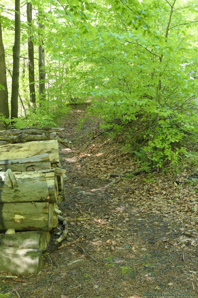 Droga leśna - szlak do Michałowic