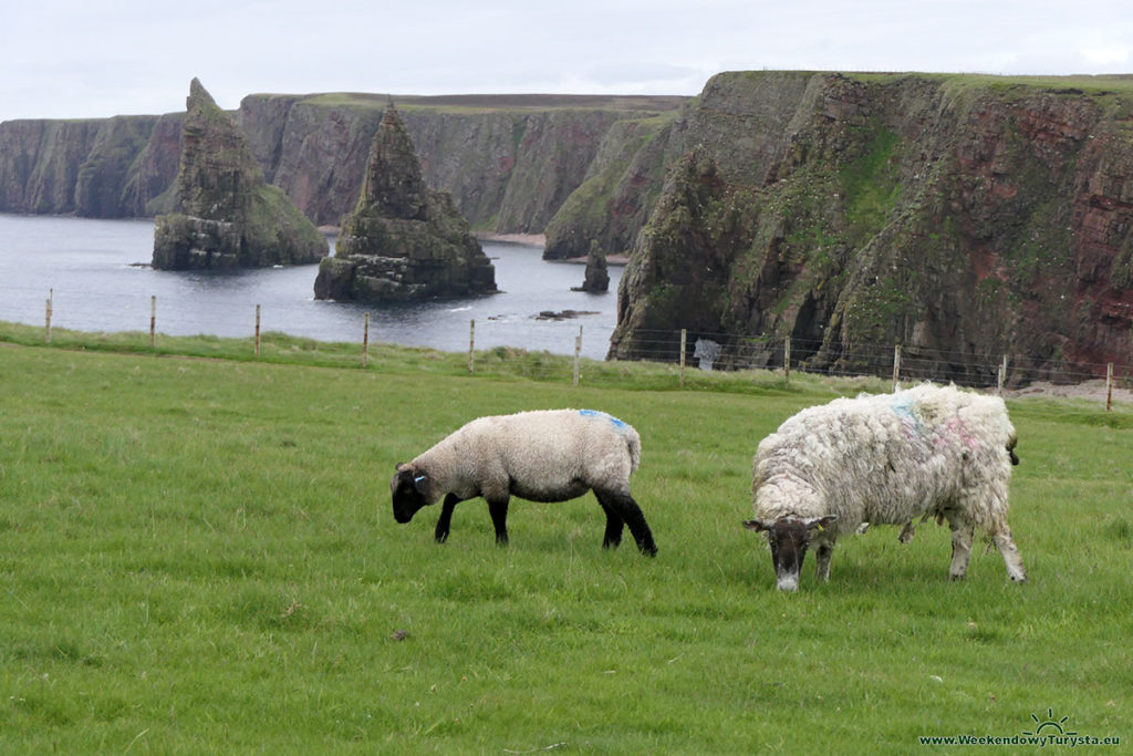 Szkockie owce nieopodal latarni morskiej  Duncansby Head