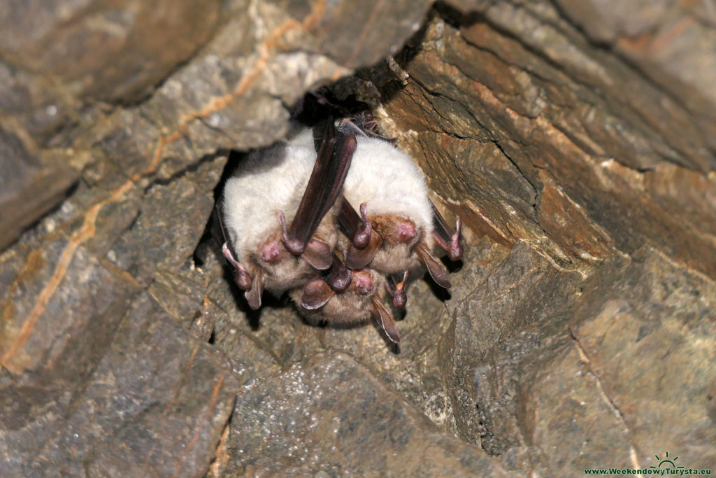Kompleks Jawornik - hibernujące nietoperze