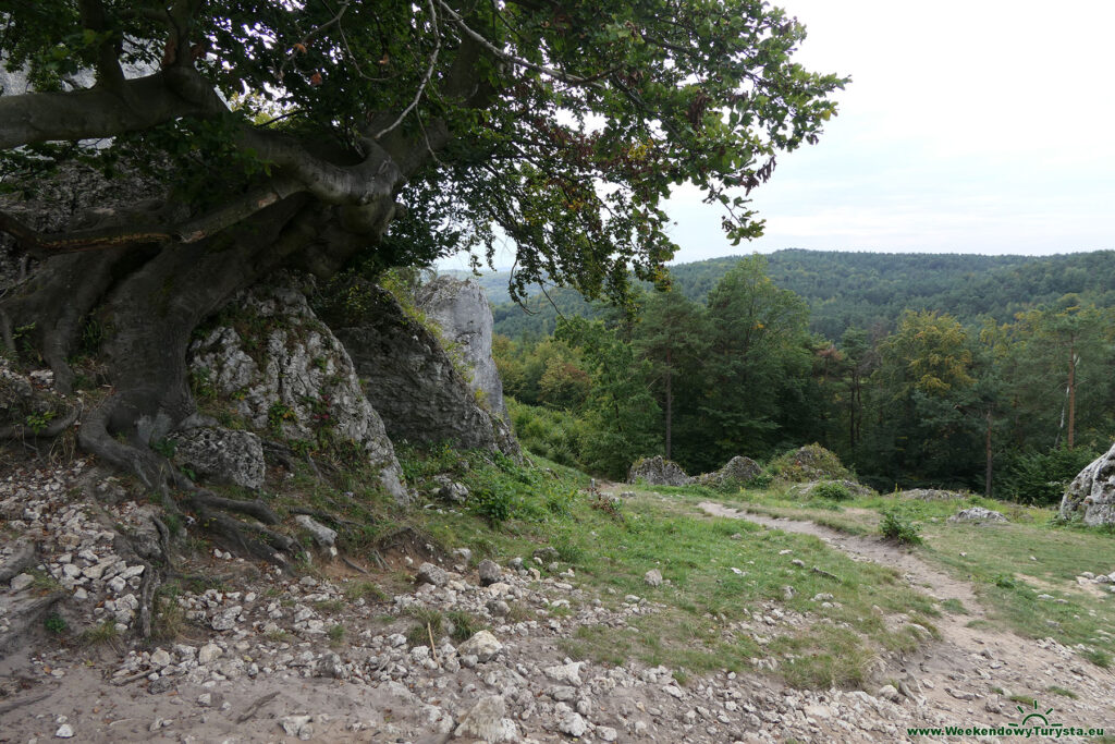 Góra Zborów - widok ze szczytu