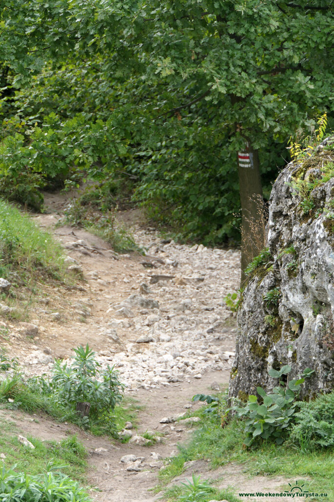 Góra Zborów - czerwony szlak do Zamku Bąkowiec