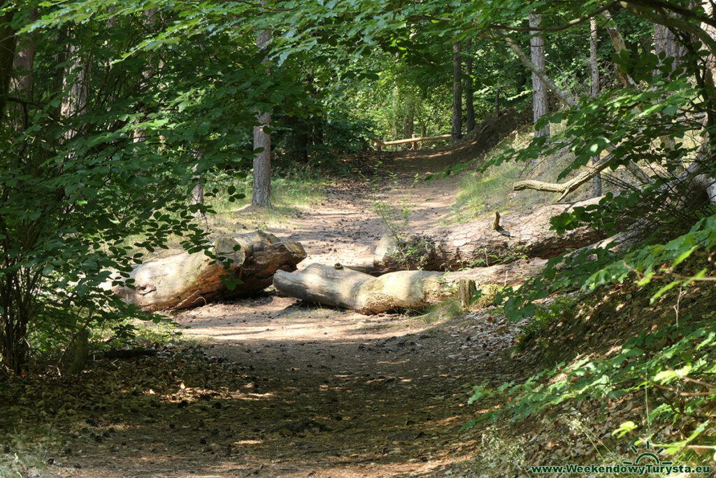 Szlak leśny - Woliński Park Narodowy