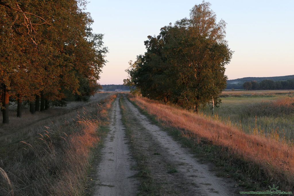 łąki nad Odrą w Lubuskiem