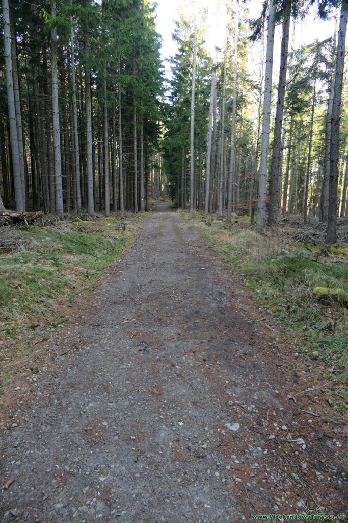 Leśne ścieżki wokół Przesieki