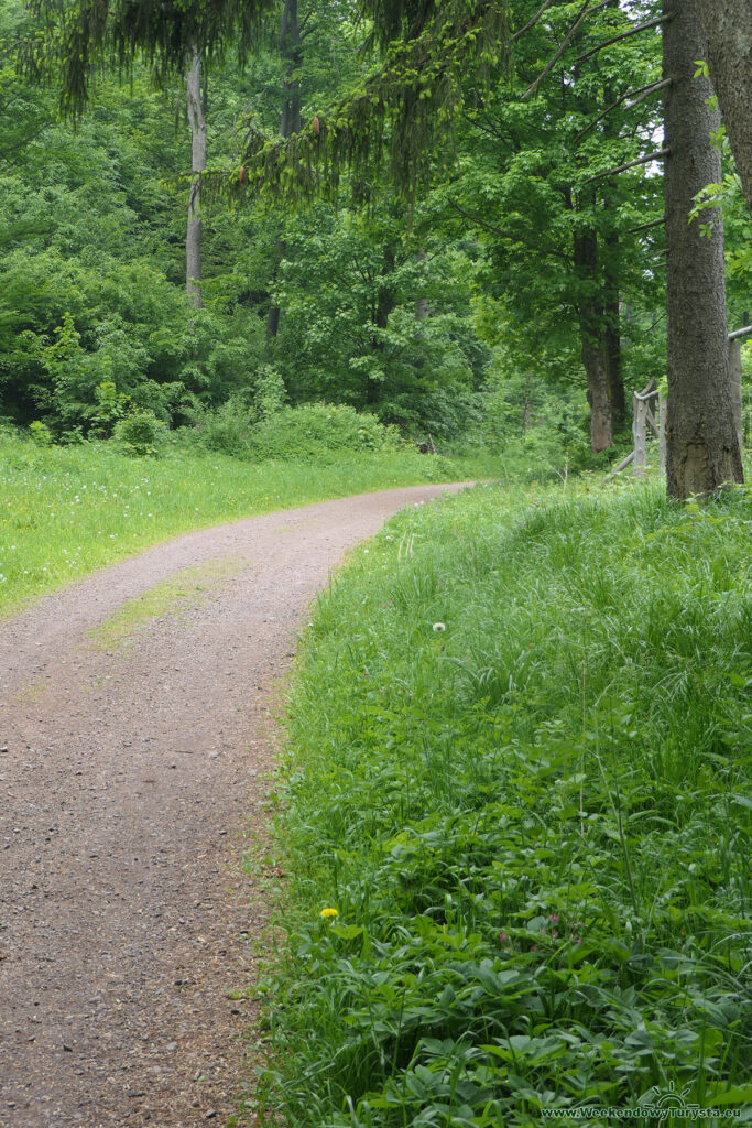Zielony szlak w kierunku Chatki Marianka