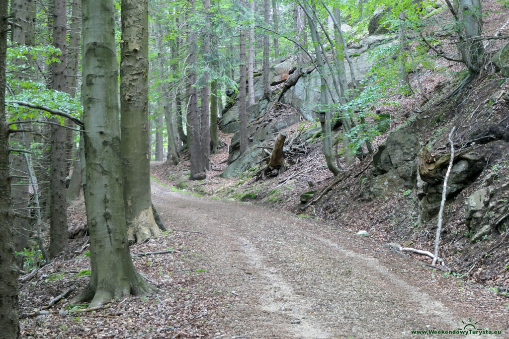Zielony szlak na Palicznik