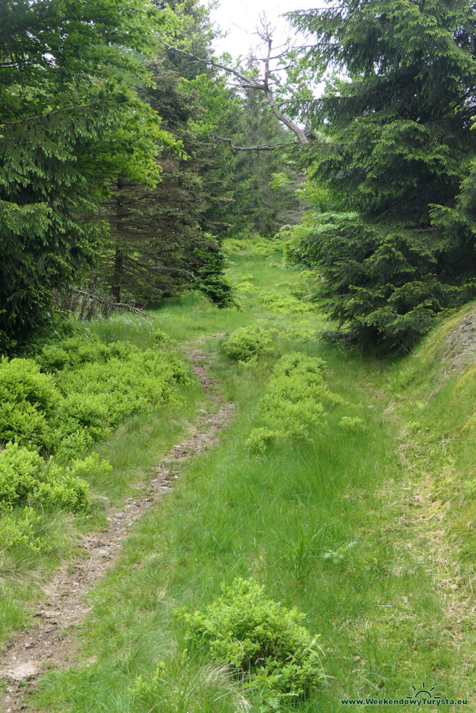 Zielony szlak na Palicznik