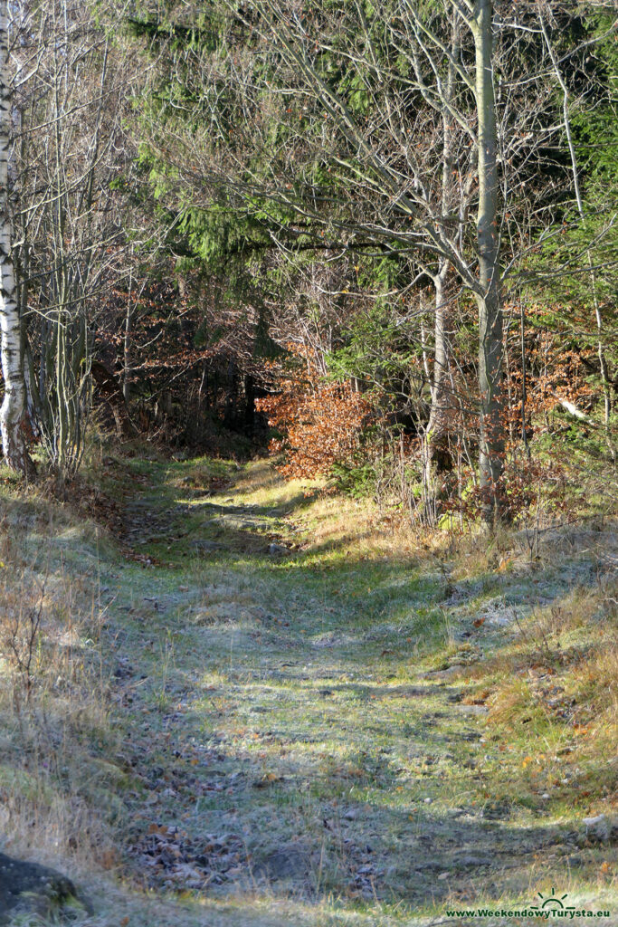 Leśna droga na Szwedzkie Skały