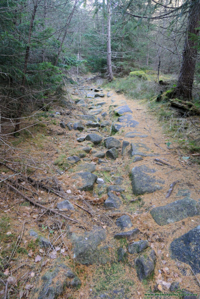 Leśna Ścieżka na Szwedzkie Skały