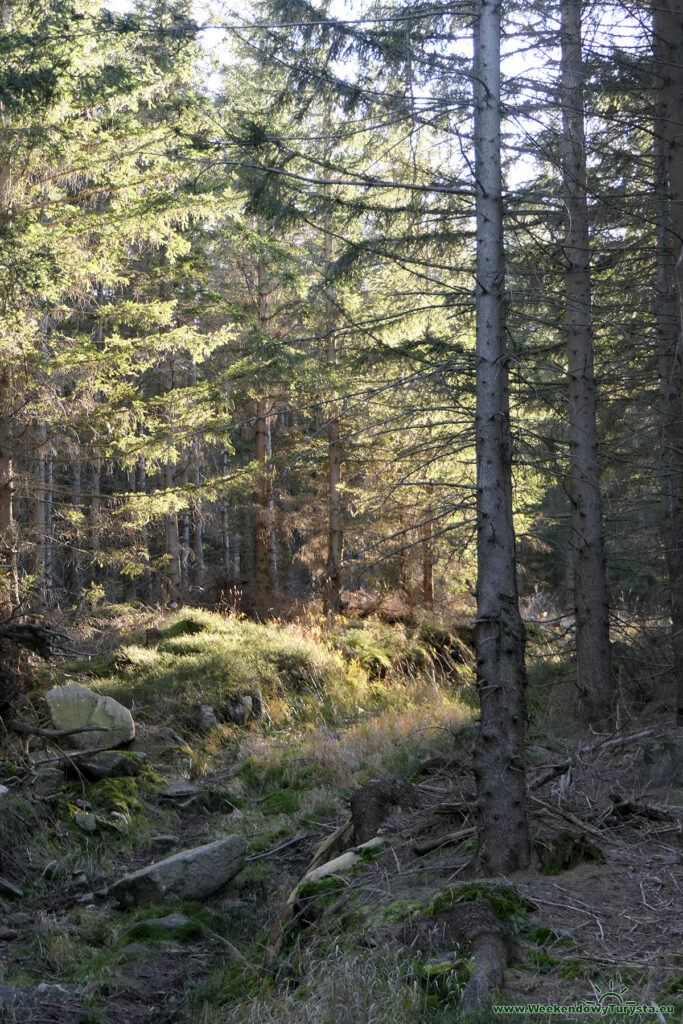 Ścieżka leśna w Karkonoszach w kierunku Zamczyska