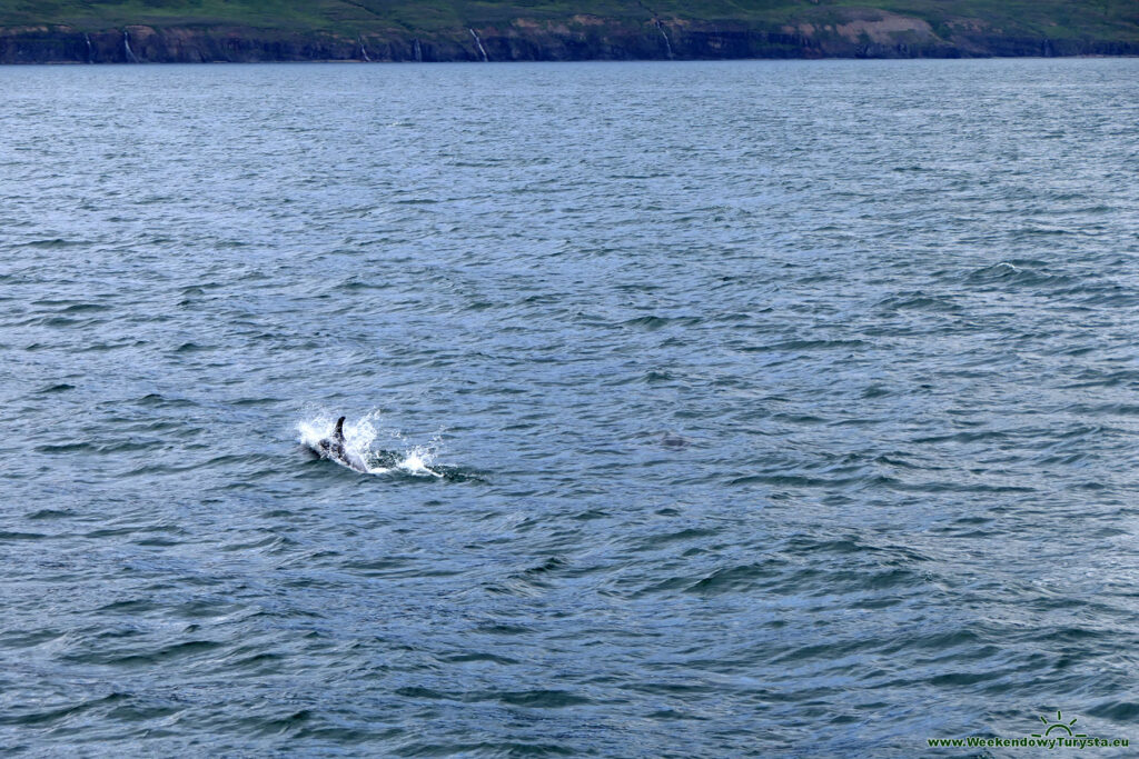 Delfiny w wodach fiordu Eyiafiordur