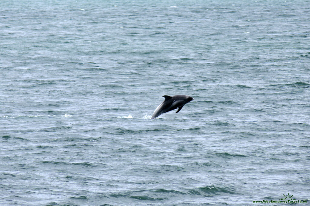 Delfiny w wodach fiordu Eyiafiordur