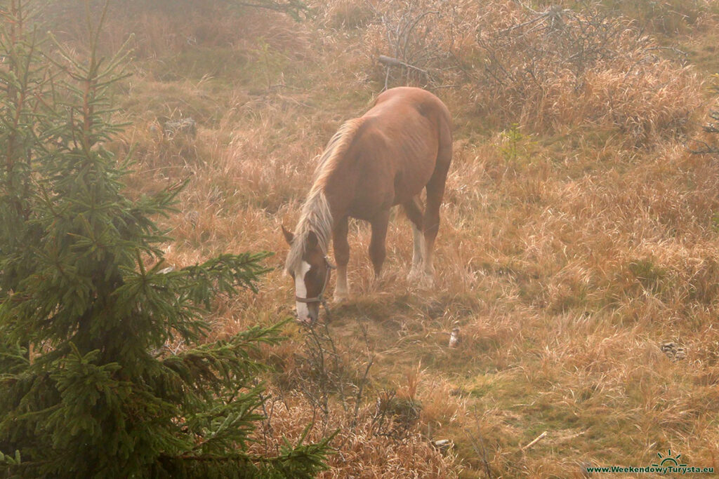 Koń Rudolf pod wieżą widokową - Smrek