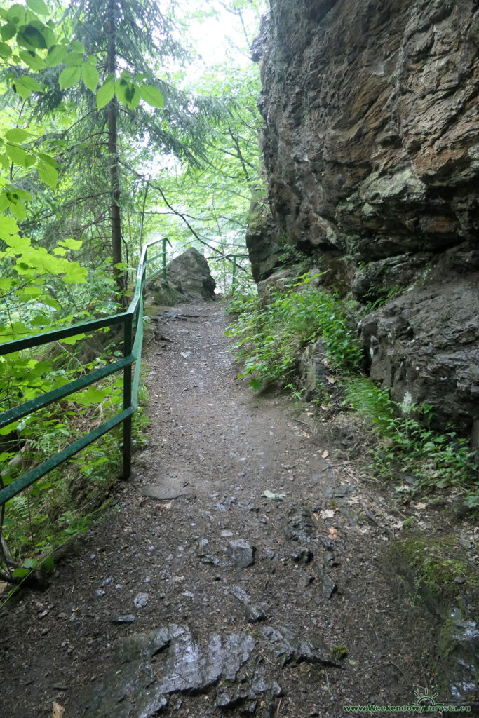 Szlak Riegra -ścieżka w lesie nad Izerą
