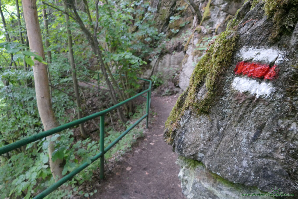 Szlak Riegra -czerwony szlak w lesie nad Izerą