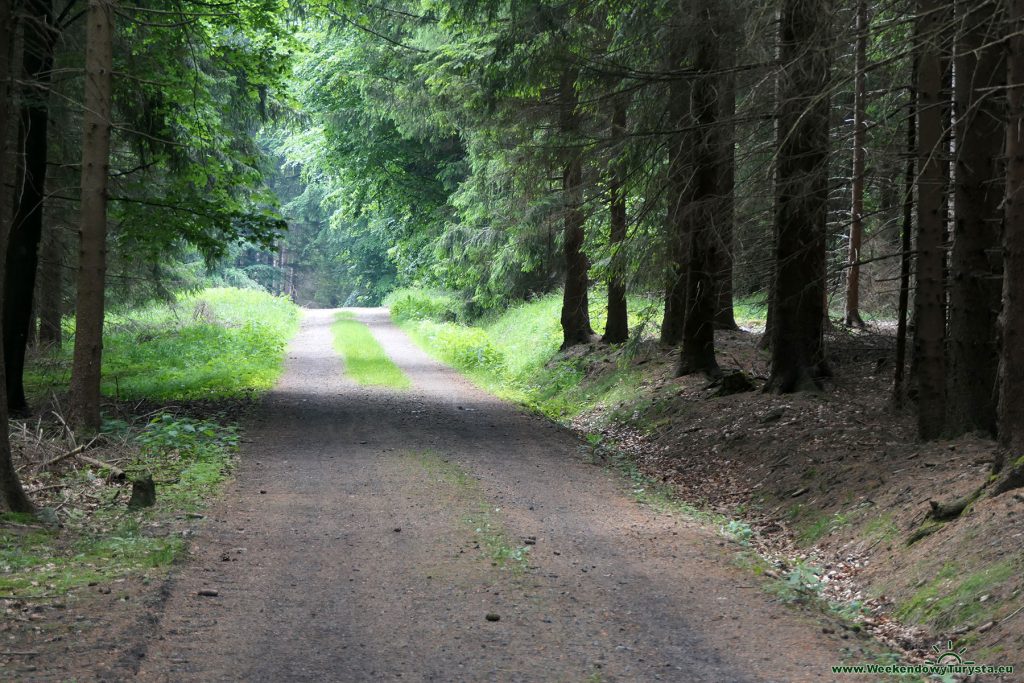 Leśna droga w Górach Izerskich - Spicak