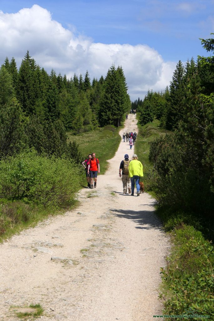 Szlaki w Górach Izerskich - szlak do Chatki Górzystów