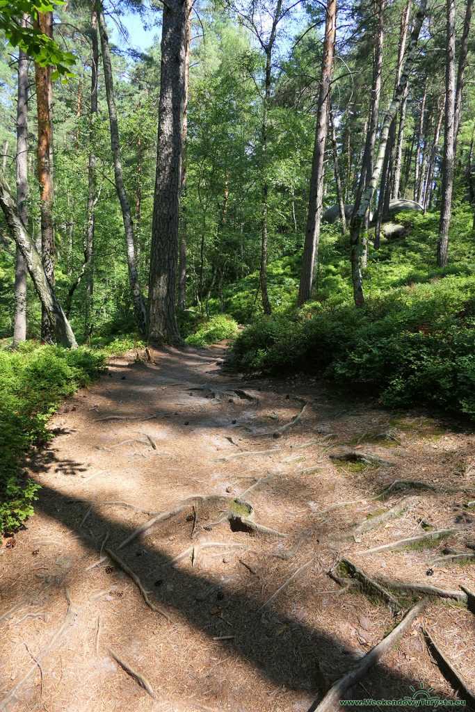 Maloskalska Drabovna - szlak w lesie