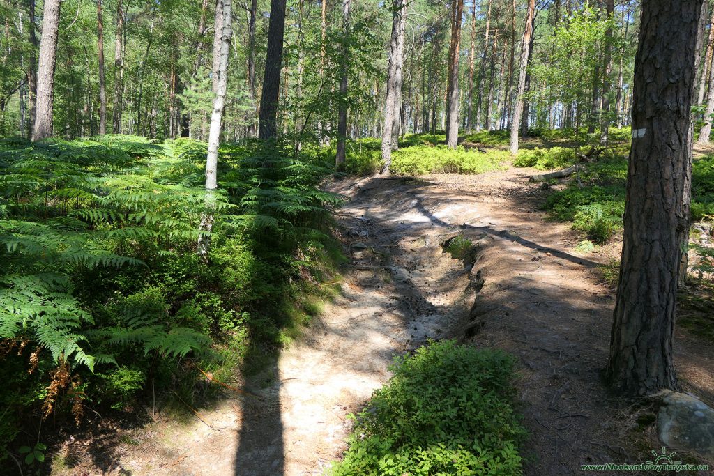 Maloskalska Drabovna - szlak w lesie
