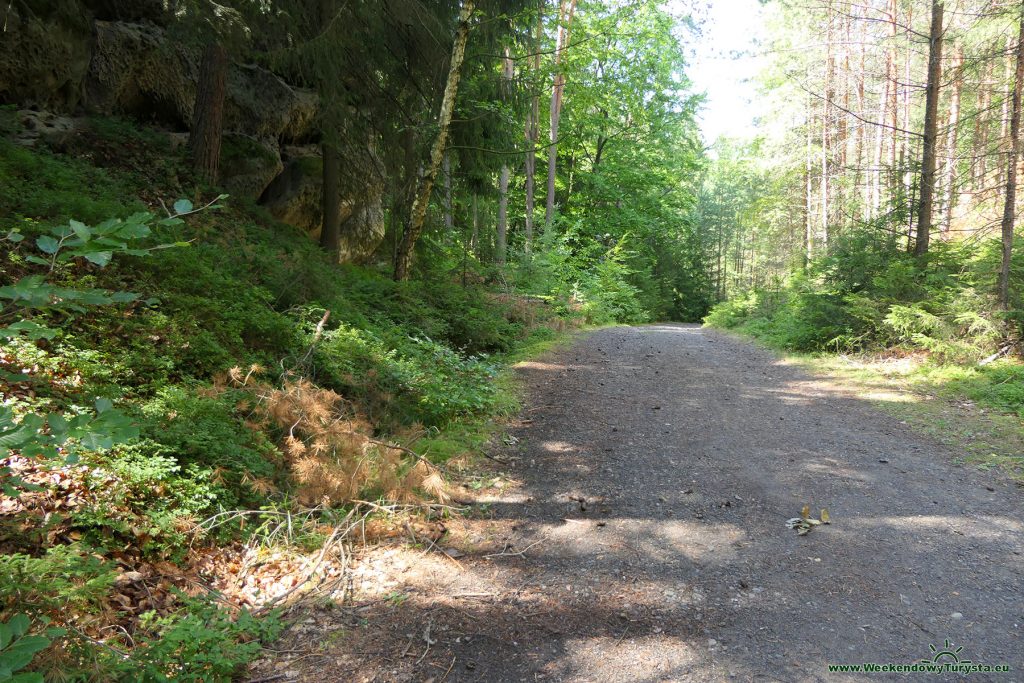 Niebieski szlak prowadzący leśną drogą - Szlaki Czeskiego Raju