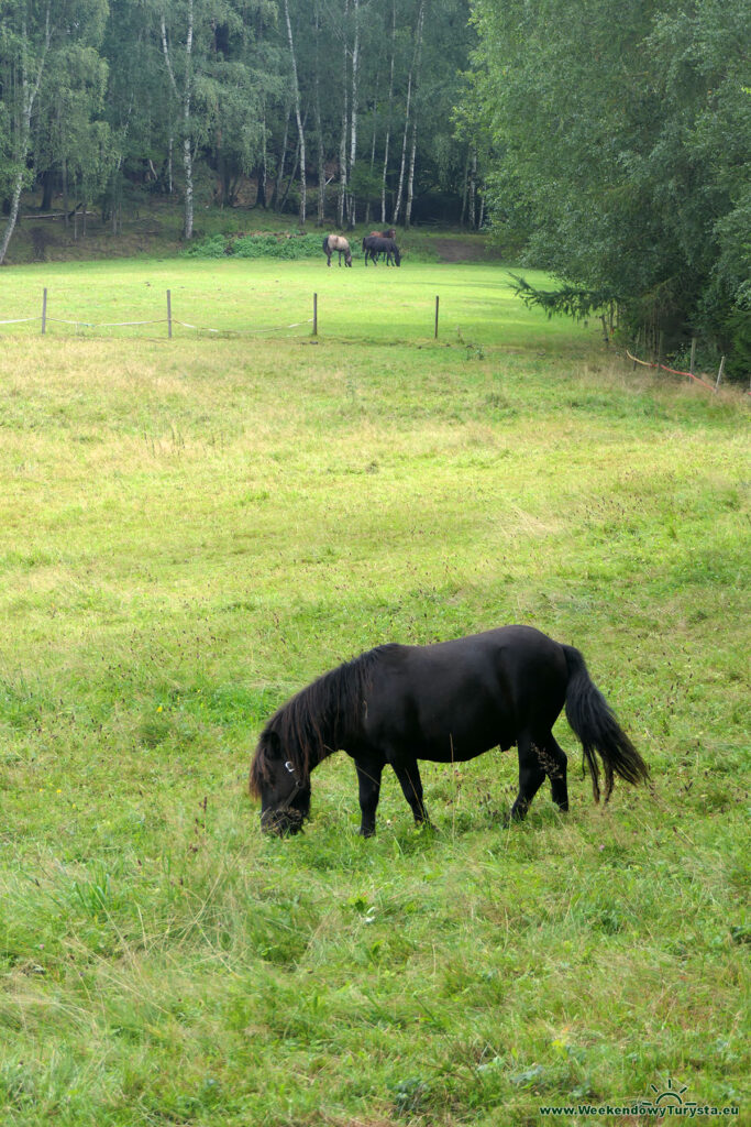 Szlak koło zamku Sloup - łąka z końmi