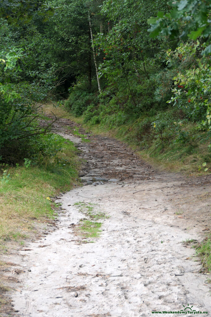 Szlak koło zamku Sloup - leśne ścieżki i szlaki