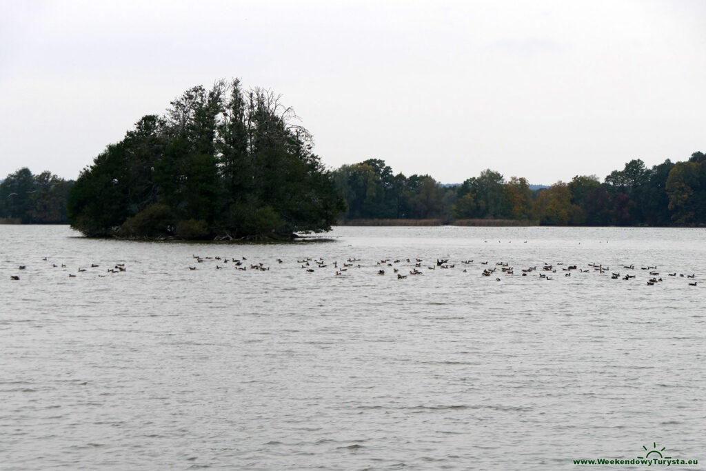 Rezerwat Stawy Milickie - kompleks Stawno - ptactwo wodne