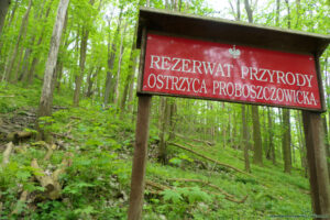 Rezerwat przyrody Ostrzyca Proboszczowicka