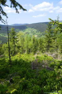 Zielony Szlak na Klinovkę - panorama