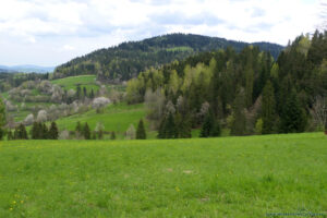 Szlak na Maciejową w Gorcach - widok na góry