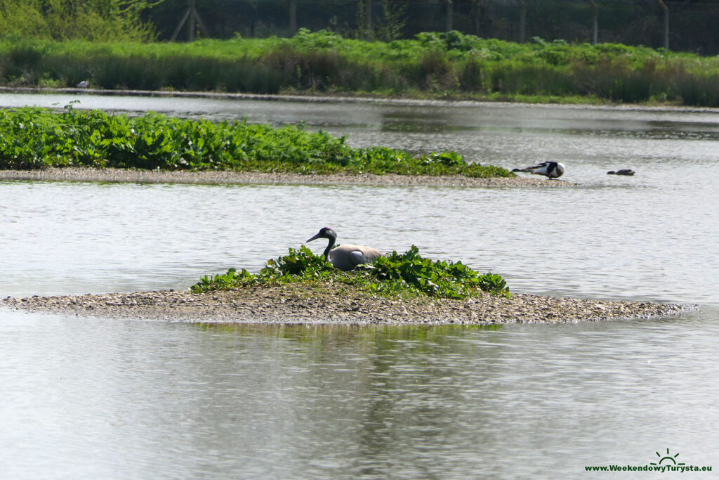 Rezerwat ptaków Slimbridge Wetland Centre