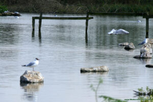 Ptactwo wodne w Slimbridge Wetland Centre