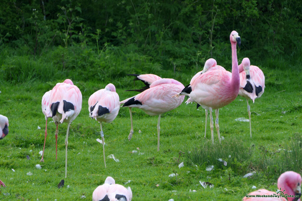 Flamingi różowe - andyjskie - rezerwat ptaków Slimbridge
