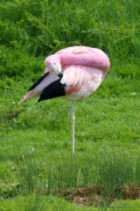 Flamingi różowe