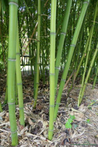Gaj bambusowy