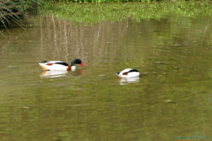 Ptactwo wodne w Slimbridge Wetland Centre