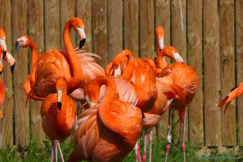 Flamingi karaibskie - Rezerwat ptaków Slimbridge Wetland Centre