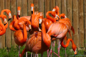 Flamingi karaibskie