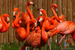 Flamingi karaibskie