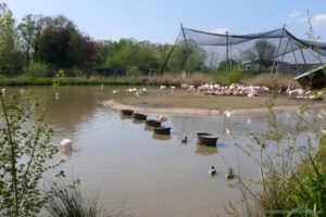 Laguna flamingów