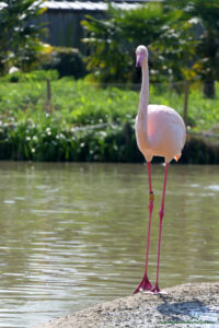 Laguna flamingów