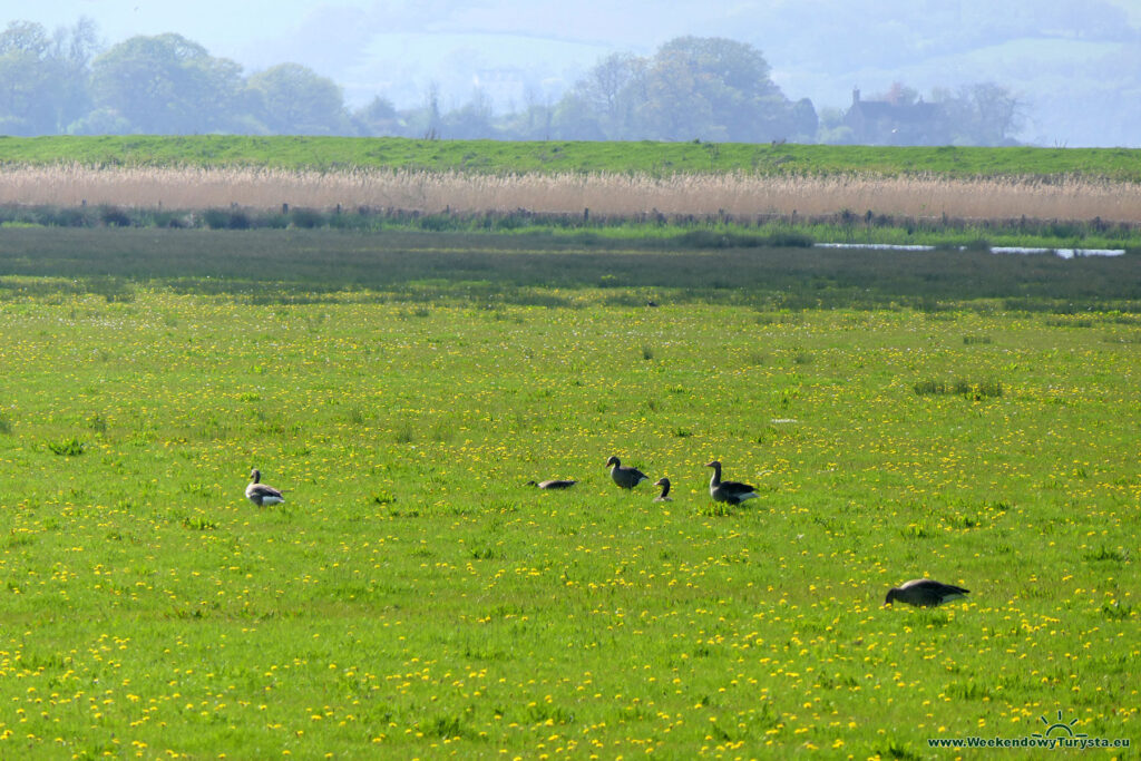 Rezerwat ptaków Slimbridge Wetland Centre - łąki zewnętrzne