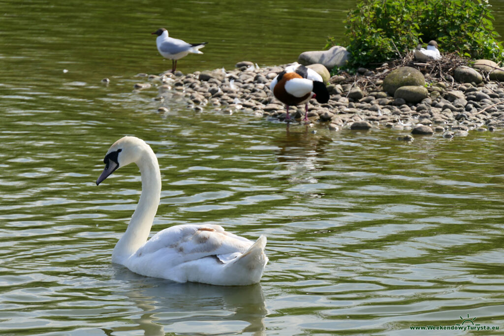 Łabędzie i inne ptaki Slimbridge Wetland Centre