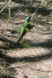 Zielona jaszczurka nad Balatonem