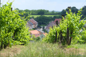 Winnice w Egerze