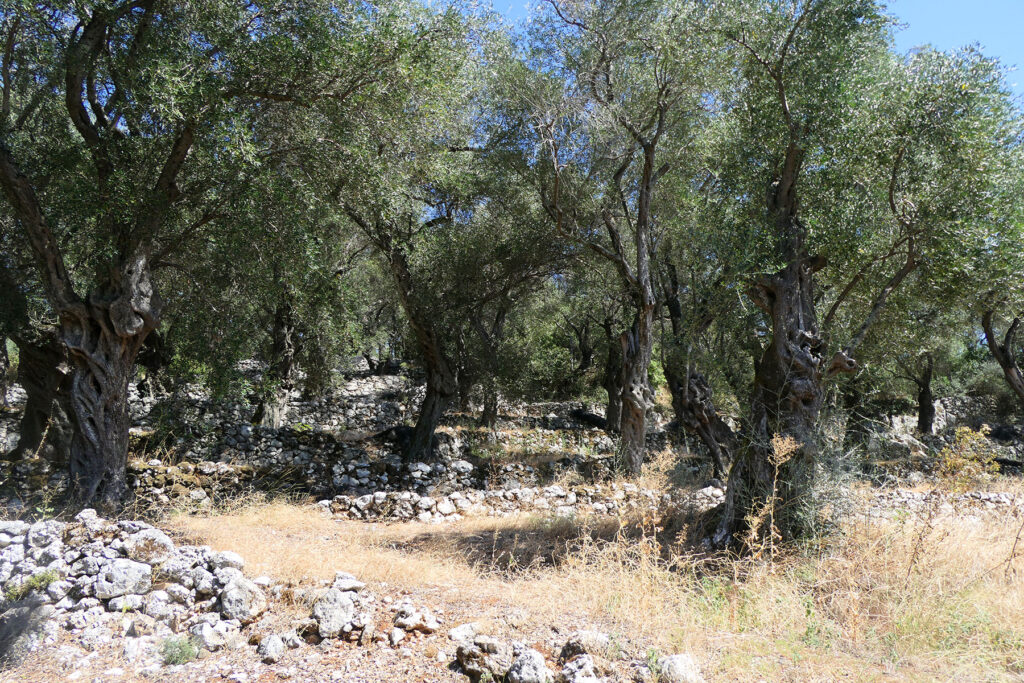 Kolejny gaj oliwny na szlaku koło Pyrgi