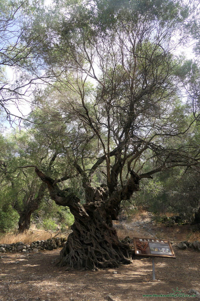 Mitera - jedno z najstarszych drzew oliwnych na południu Korfu