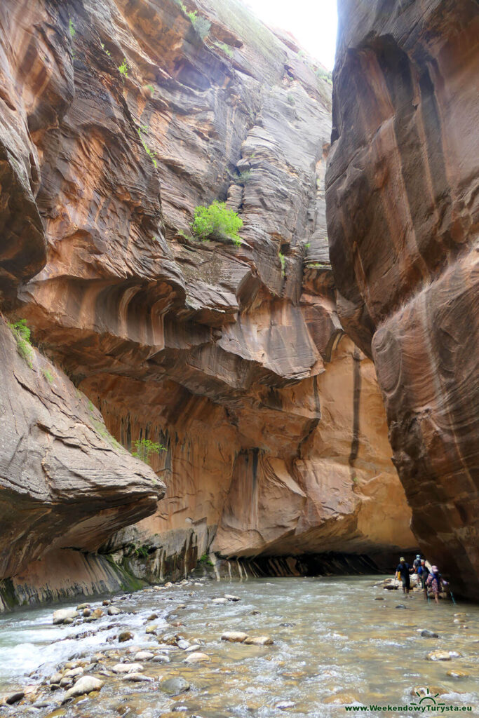 Kanion Virgin River - Park Narodowy ZIon